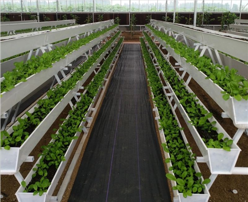 Multi Span Greenhouse/Large Size Hydroponic System to Grow Leafy Plants