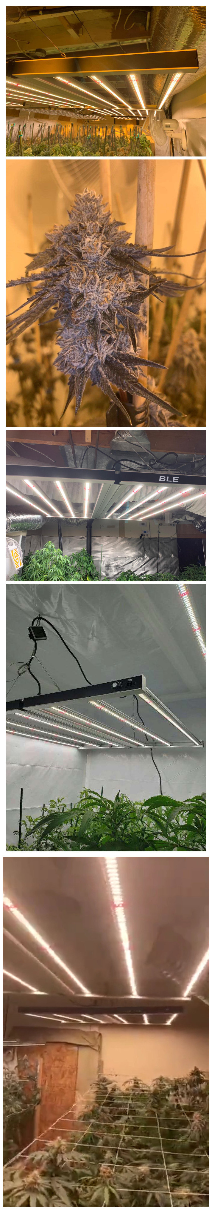 High Intensity LED Grow Light Bar 880W for Commercial Growth