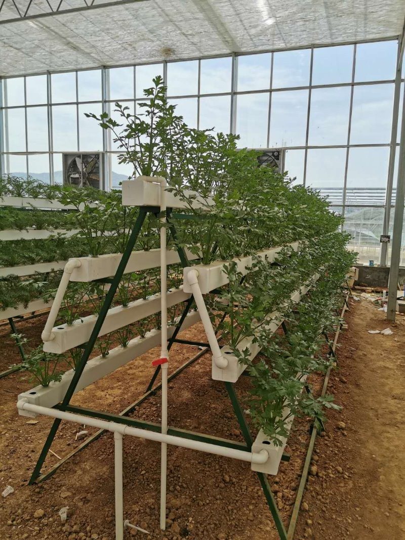 Large Size Galvanized Steel Cucumber Greenhouse with Hydroponics