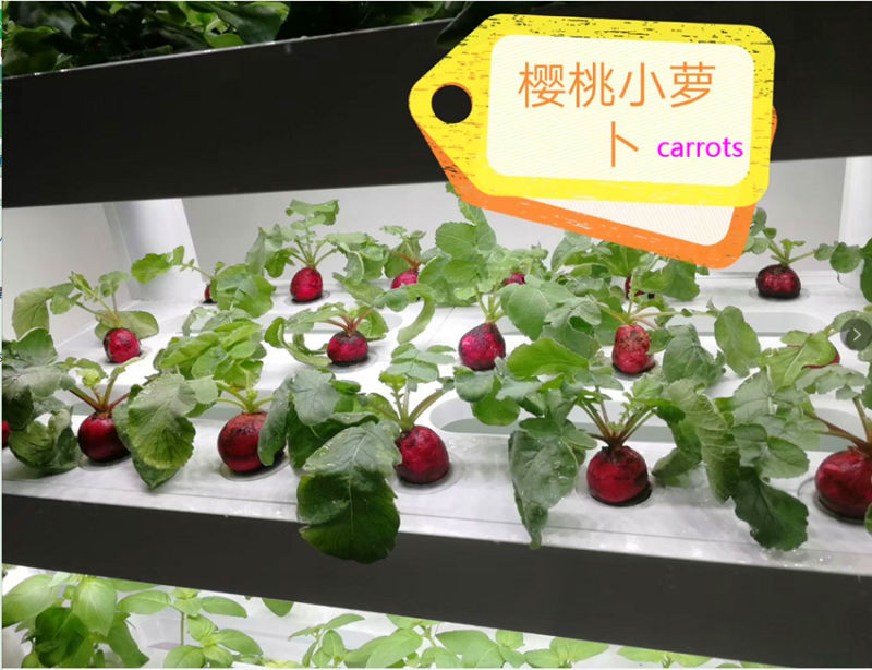 New Technology Smart Home Indoor Vegetable Hydroponics System