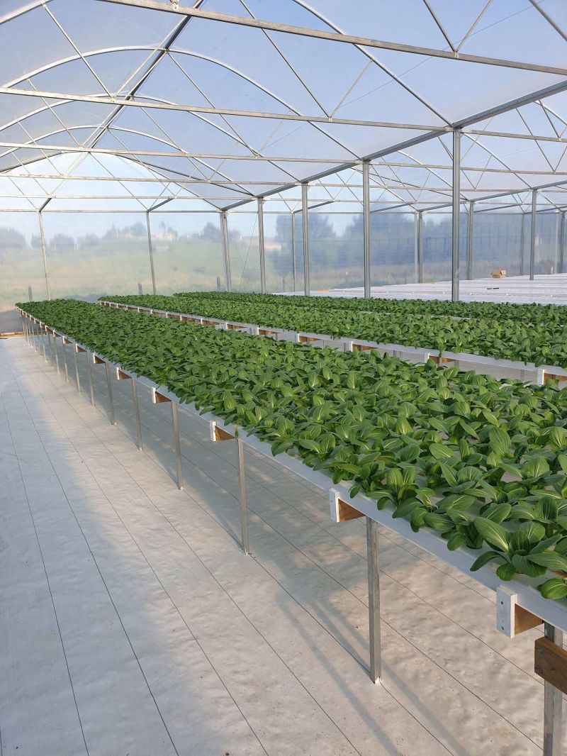 Customized PVC Channel Commercial Hydroponics Systems for Greenhouse Plant