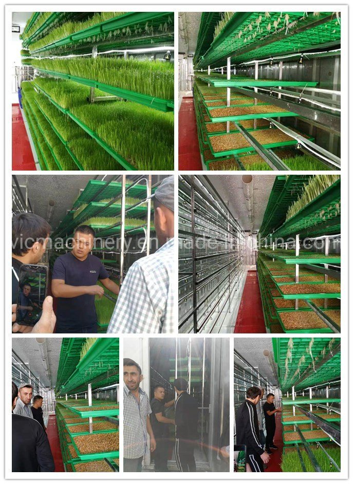 Hydroponic Farm Equipment With Offering Fodder