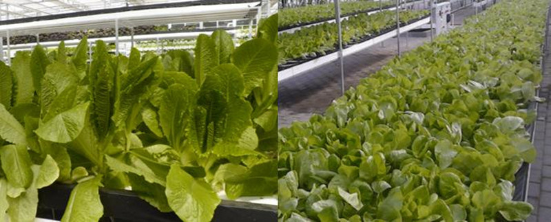 Commercial Soilless Cultivation Nft Hydroponic System Kinds of Hydroponic Equipment