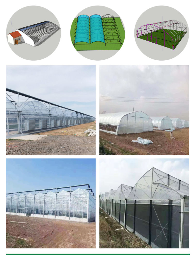 Commercial Large Glass Soilless Cultivation Tomato Plantation Greenhouse