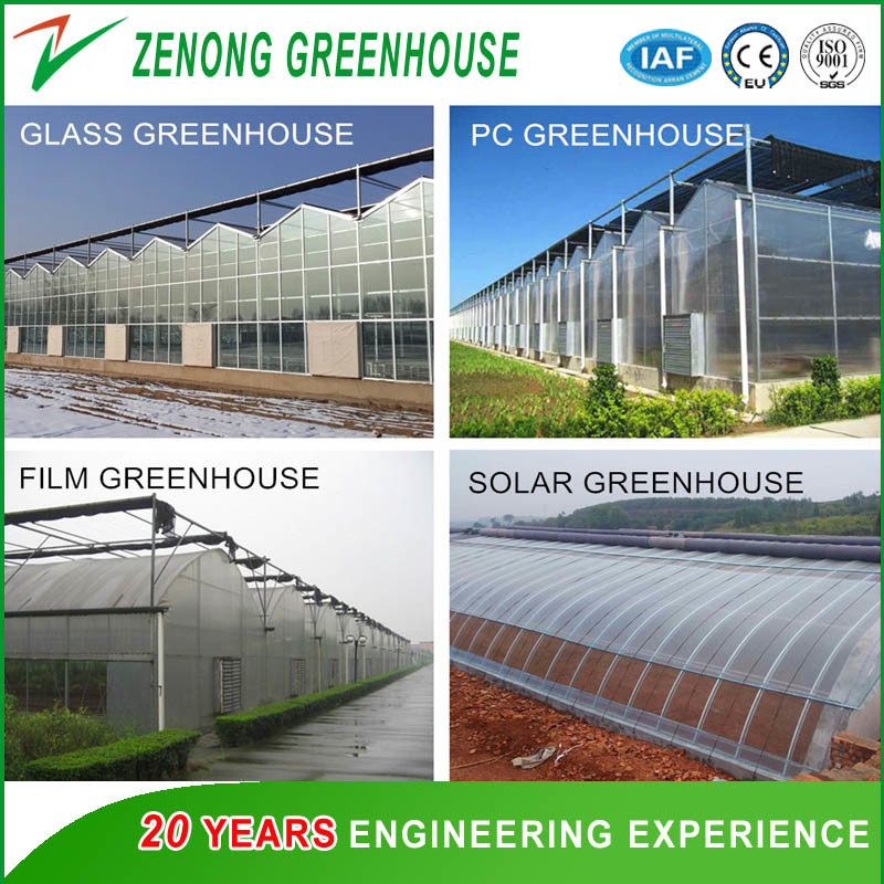 Professional Film Plastic Greenhouse for Tomato/Cucumber Strawberry Hydroponic Growing