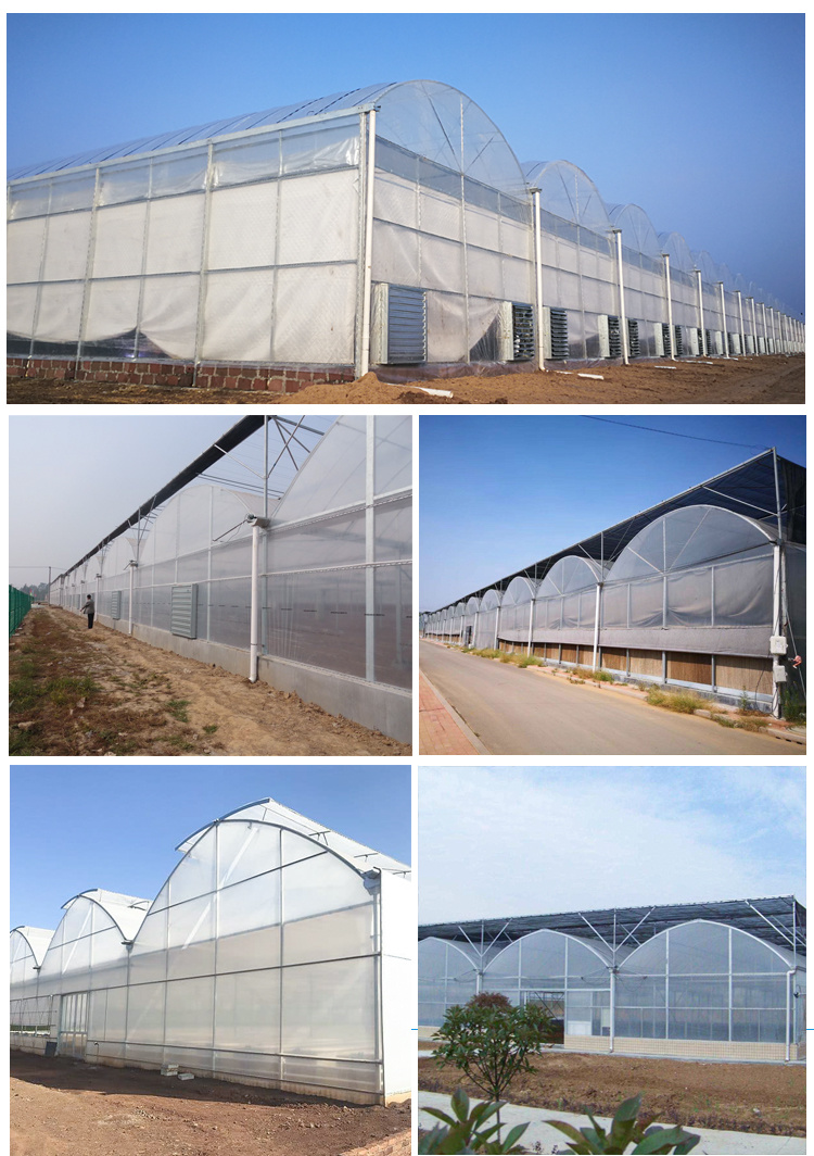 Multi Span Polyethylene Film Greenhouse Flower House Tomato Greenhouse