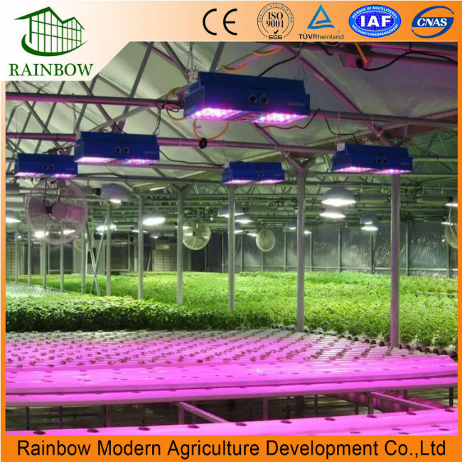 300W Flower Plant LED Grow Lights with Factory Price