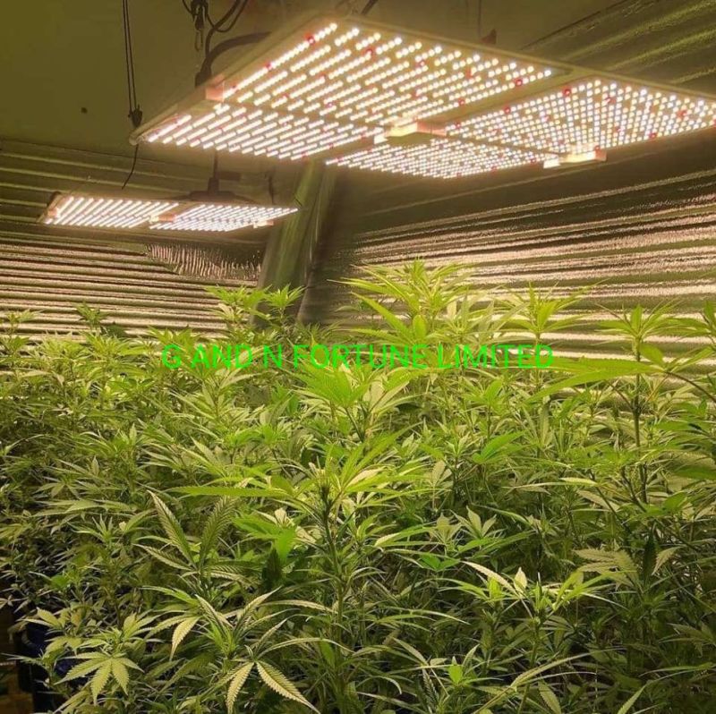 LED Lamp Grow Light for Indoor Planting Medical Plants Tomato Cucumber Hembs