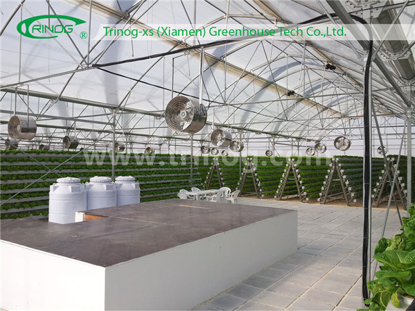 Salad Vegetable Hydroponics Growing Cultivation for Sale