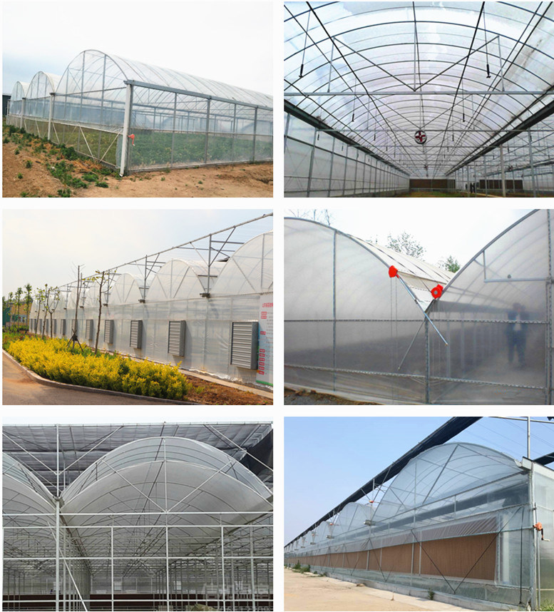 Multi Span Agricultural Film Greenhouse Tomato Greenhouse Strawberry Greenhouse