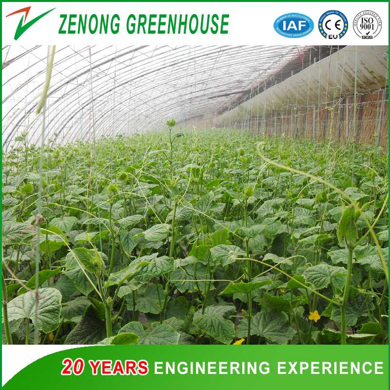 Professional Solar Green House for Hydroponics/Cucumber/Flowers for Sale