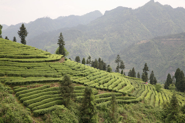 Green Needles Single Cultivar Gu Zhang Mao Jian Organic Green Tea