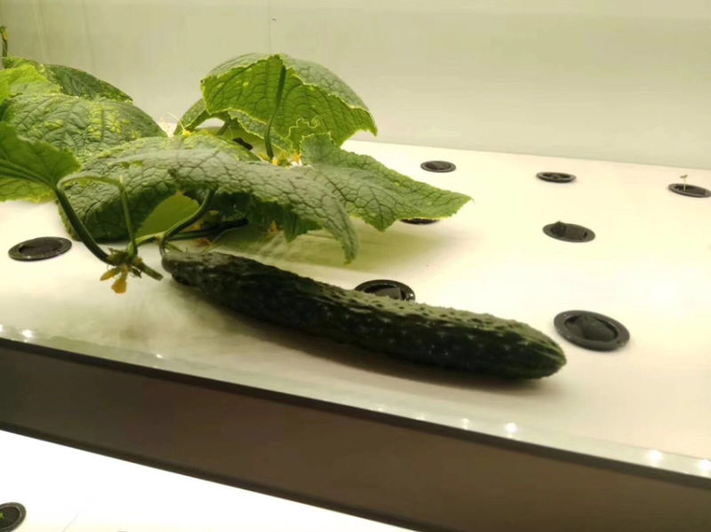 Hydroponic Intelligent Minifarm Soilless Cultivation for Indoor Plant Growth