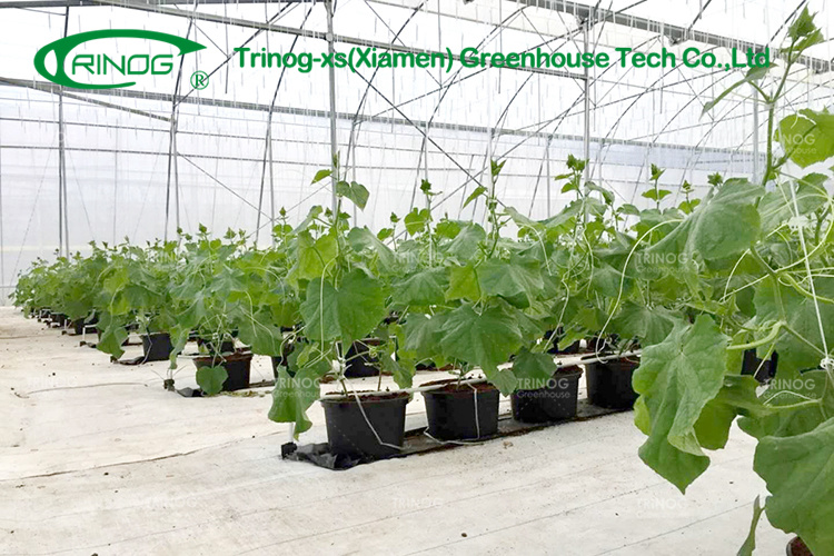 Double Multi-span Film Vegetable Greenhouse with Cultivation Hydroponics System