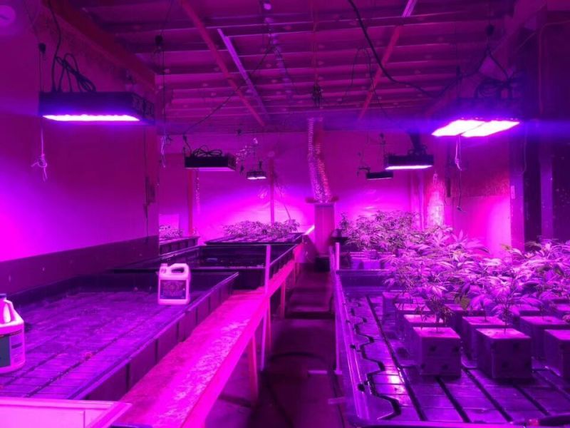 High Power LED Grow Light 800W Full Spectrum Plant Grow Light