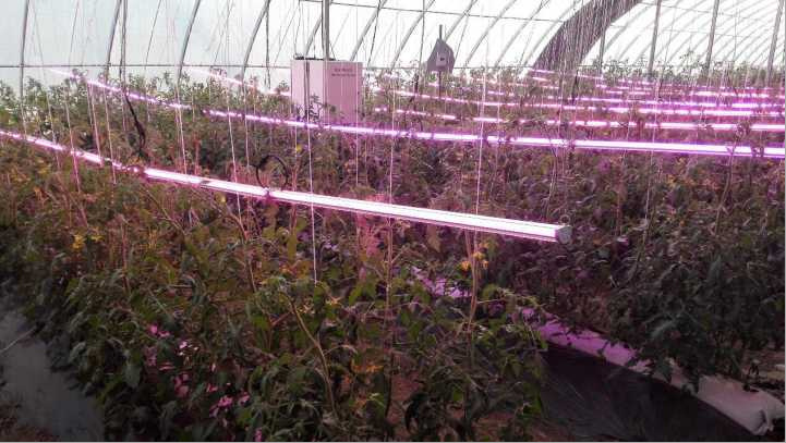 New Designed LED Grow Light Hydroponic LED Light