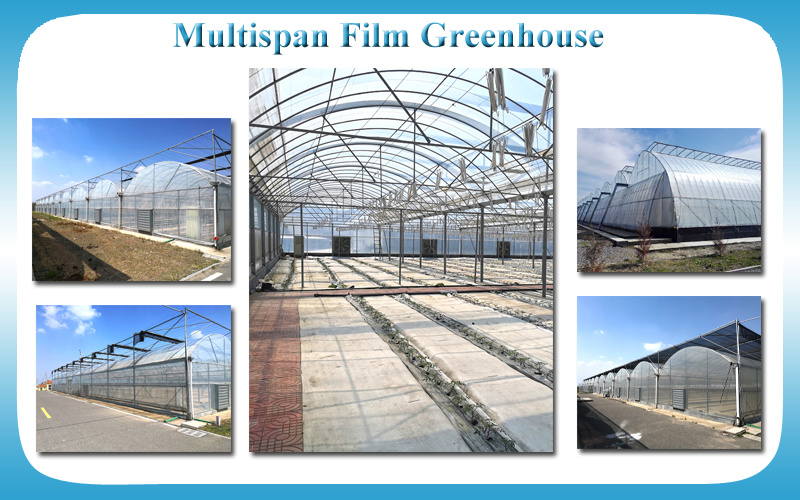 Multi Span Polyethylene Greenhouse Tomato Greenhouse