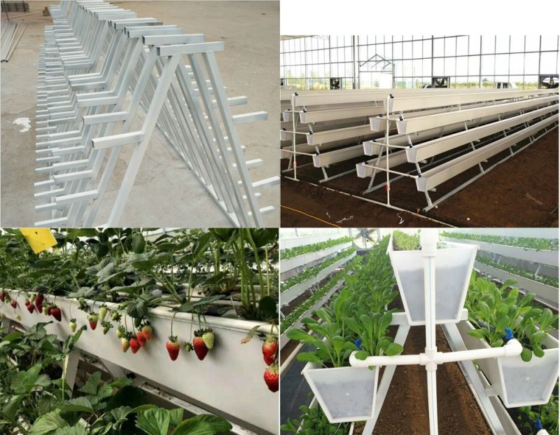 Multi Span Greenhouse/Large Size Hydroponic System to Grow Leafy Plants