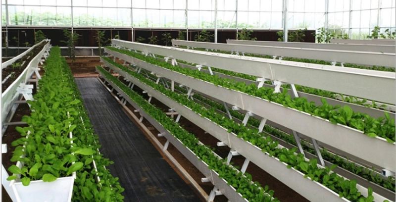 Multi Span Greenhouse/Large Size Hydroponic System to Grow Leafy Plants