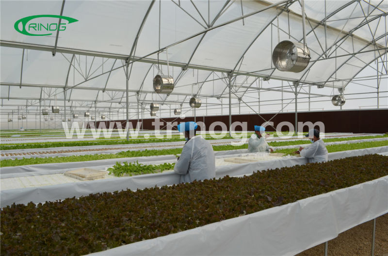 Wholesale completed Commercial Hydroponics Hydroponic Growing System