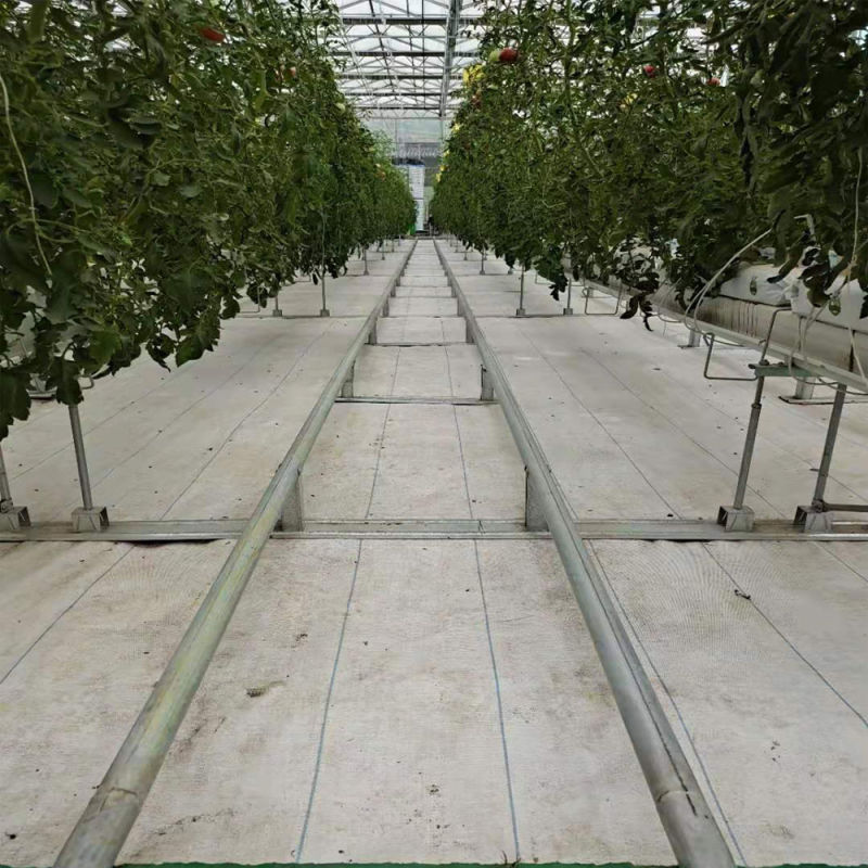 Commercial Large Glass Soilless Cultivation Tomato Plantation Greenhouse