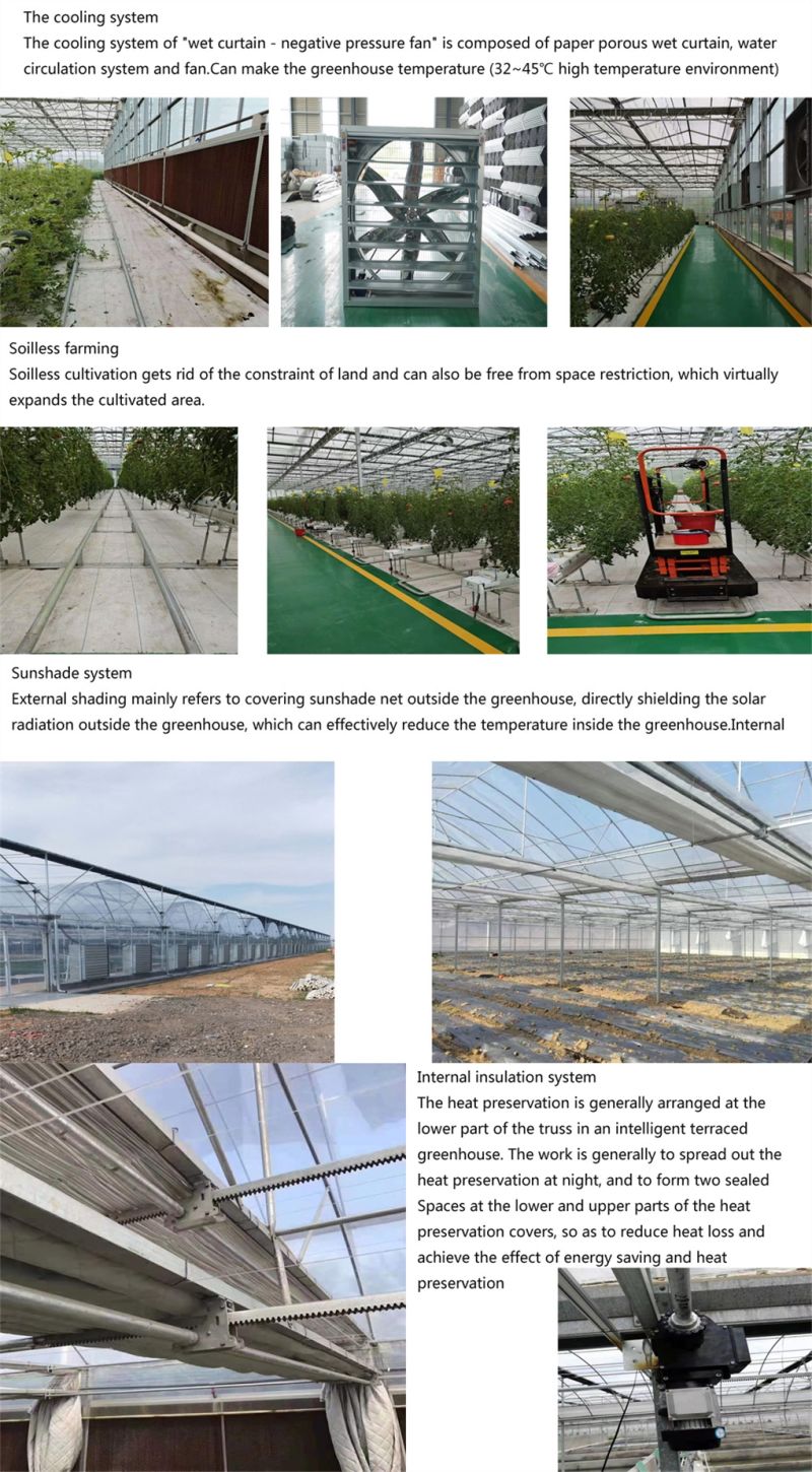 Commercial Large Glass Soilless Cultivation Tomato Plantation Greenhouse