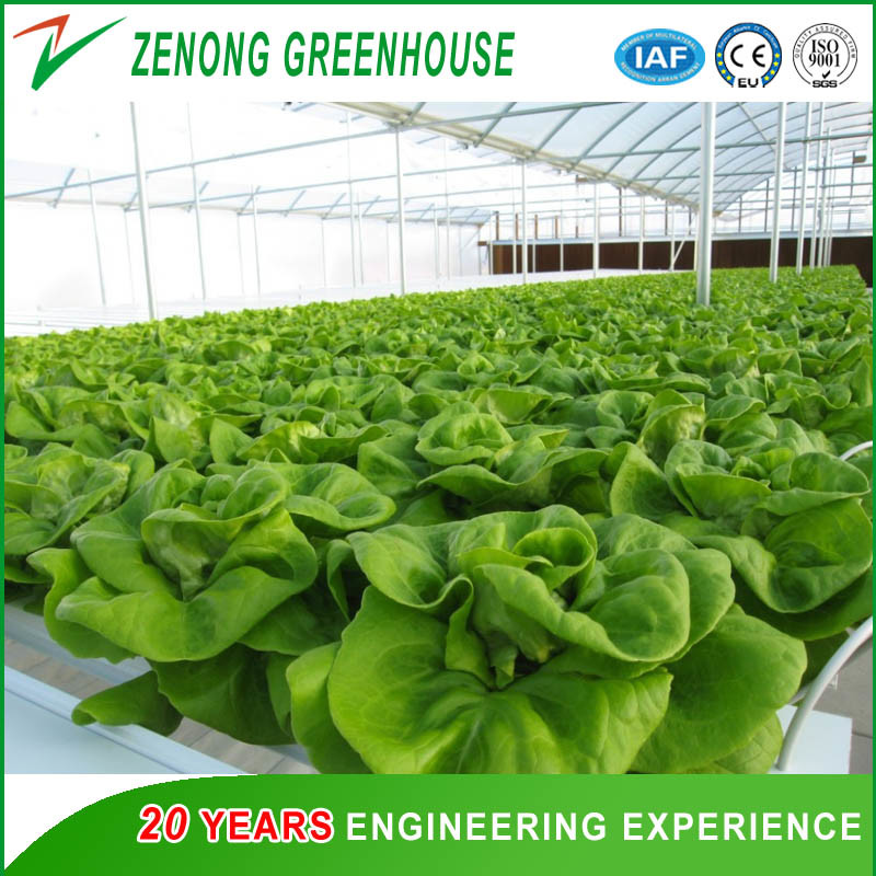 Professional Film Plastic Greenhouse for Tomato/Cucumber Strawberry Hydroponic Growing