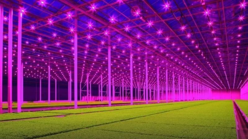 ED Grow Light/Lighting System for Film Greenhouse