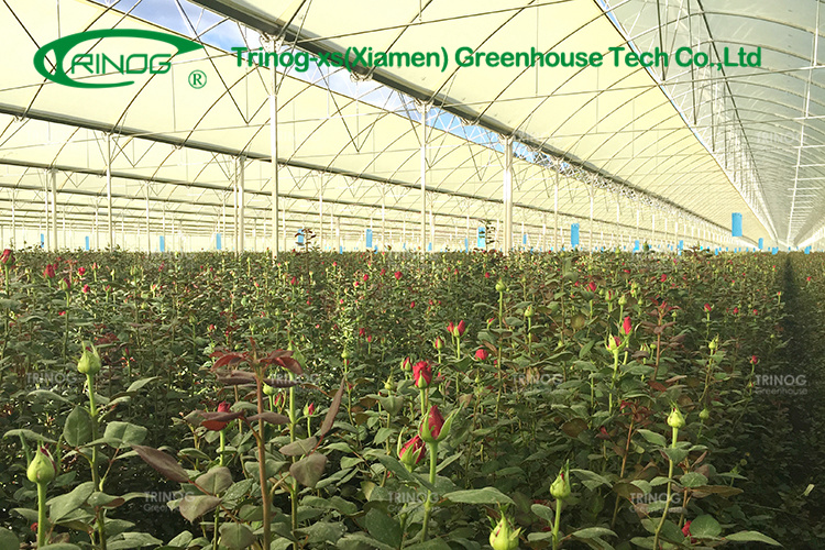 Double Multi-span Film Vegetable Greenhouse with Cultivation Hydroponics System