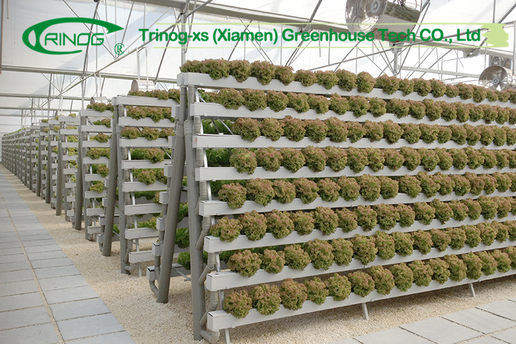 Hot Selling Multi-span Film Greenhouse with Cultivation Hydroponics System for Vegetable