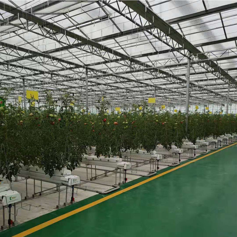 Commercial Large Glass Soilless Cultivation Tomato Plantation Greenhouse