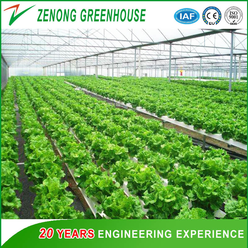 Professional Film Plastic Greenhouse for Tomato/Cucumber Strawberry Hydroponic Growing