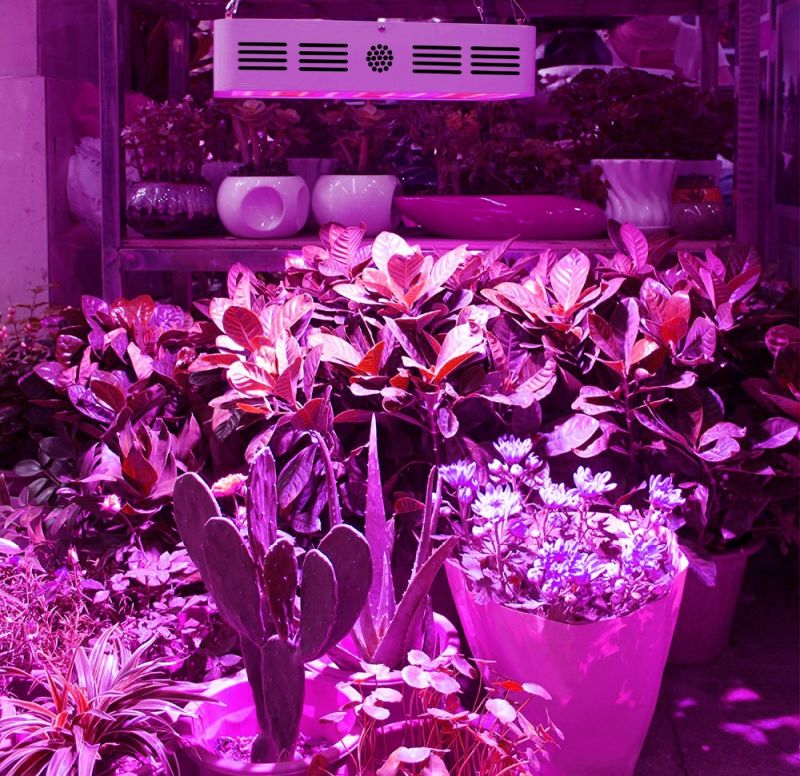 600W Full Spectrum High Yield LED Grow Light