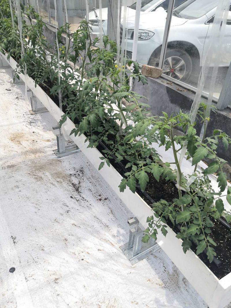 Hydroponic Seed Sprouting Vegetable Cultivation Greenhouse Facilities