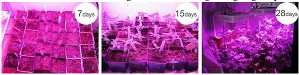 IP65 LED Grow Light for Plant Factory Cultivation