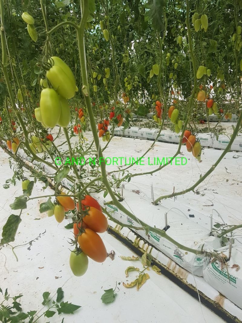 Hydroponics Tomato Grow Bag Cocopeat System for Horticultural Greenhouse