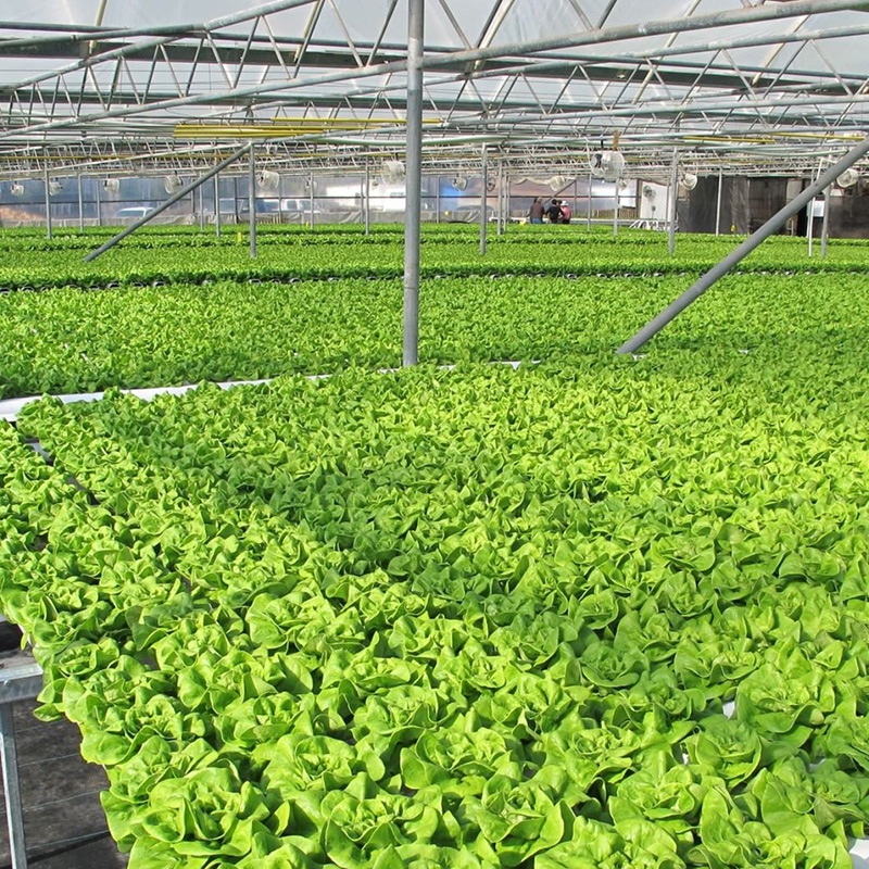 Customized PVC Channel Commercial Hydroponics Systems for Greenhouse Plant