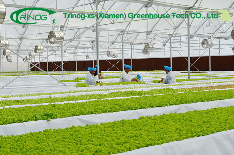 Hot Selling Multi-span Film Greenhouse with Cultivation Hydroponics System for Vegetable