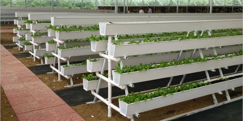 Multi Span Greenhouse/Large Size Hydroponic System to Grow Leafy Plants