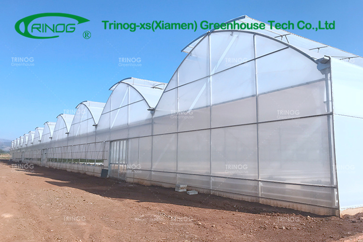 Double Multi-span Film Vegetable Greenhouse with Cultivation Hydroponics System