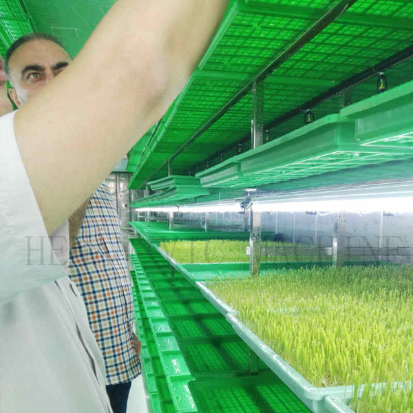 Hydroponic Fodder System Machine With Intensive Growth Lamp