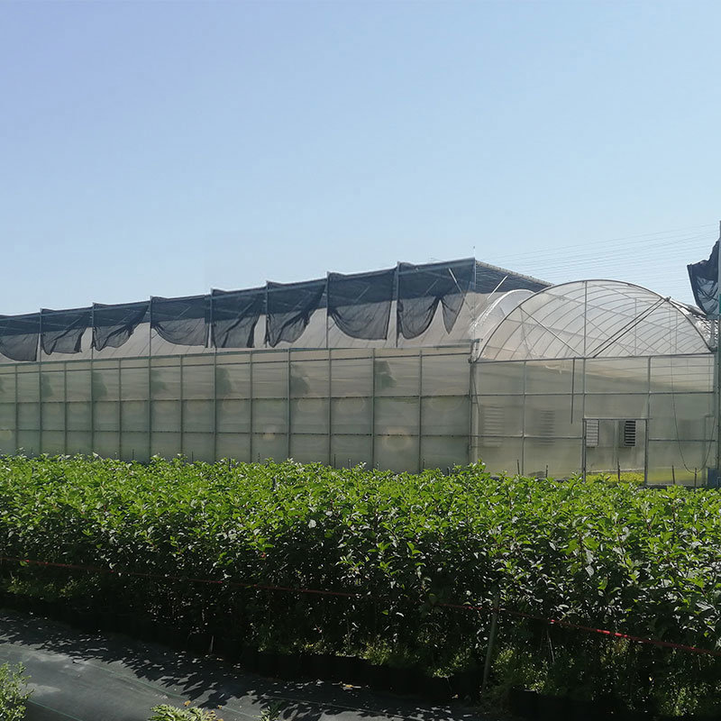 Multi-Span Plastic Film Greenhouse Tomato Greenhouse and Strawberry Greenhouse