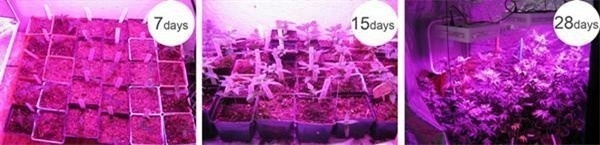 900W LED Grow Light Full Spectrum for Indoor Plants Flowers