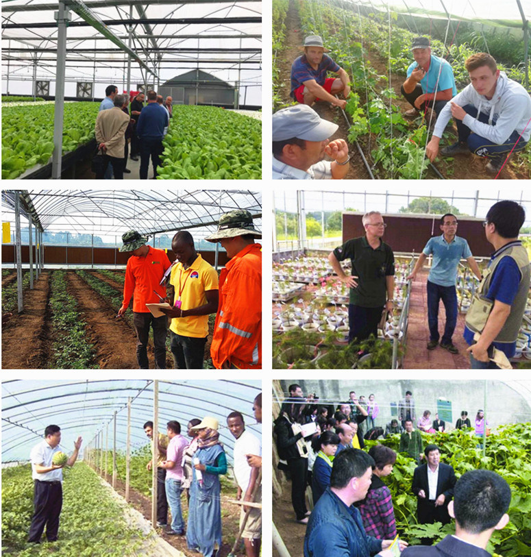 Multi Span Agricultural Film Greenhouse Tomato Greenhouse Strawberry Greenhouse