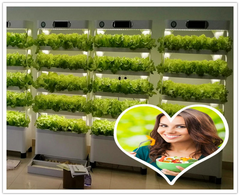 Small Hydroponics Growing Vegetable Indoor House Plants Hydroponic Cultivator