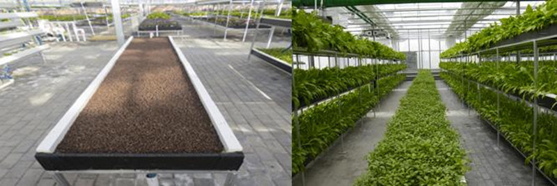 Commercial Soilless Cultivation Nft Hydroponic System Kinds of Hydroponic Equipment