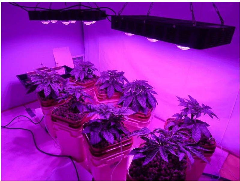 Full Spectrum Red Blue Emitting Color LED Grow Light