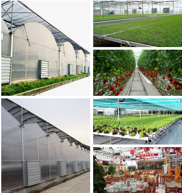 Multi Span Agricultural Film Greenhouse Tomato Greenhouse Strawberry Greenhouse