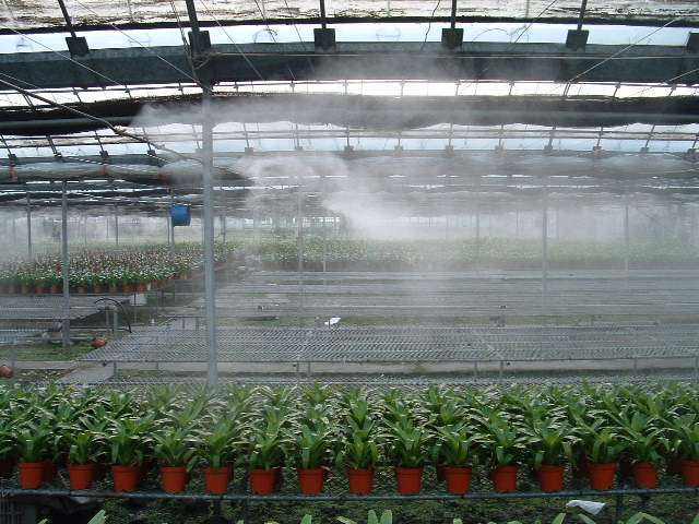 Good Quality Tomato Greenhouse Greenhouse Plastic Polycarbonate Greenhouse