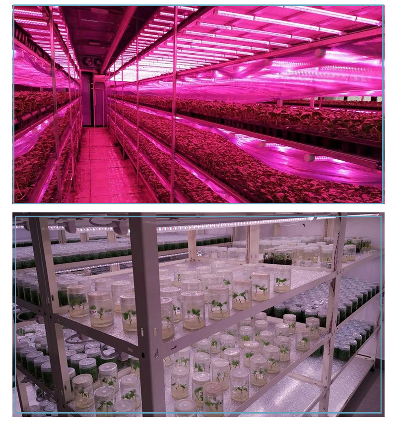 Active Grow T5 High Output LED Grow Light Tubes